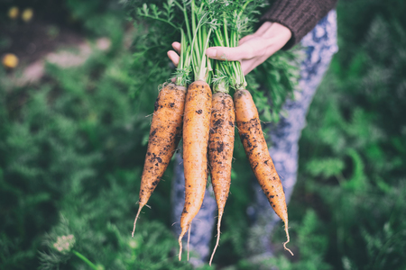 Carrots bunch in a female hand with a green tops of vegetable.の写真素材