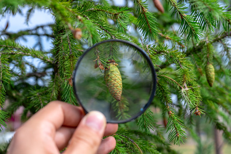 Studying of the pine cone through magnifying glass in a male hand, ecology, botanyの写真素材
