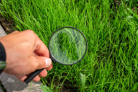 Studying of a green grass through magnifying glass in a male hand, ecology, botanyの写真素材