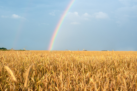 Landscape with rainbow after the rain and the wheat field with Golden earsの写真素材