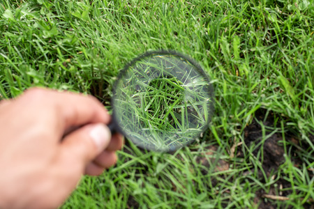 Studying of a green grass through magnifying glass in a male hand, ecology, botany