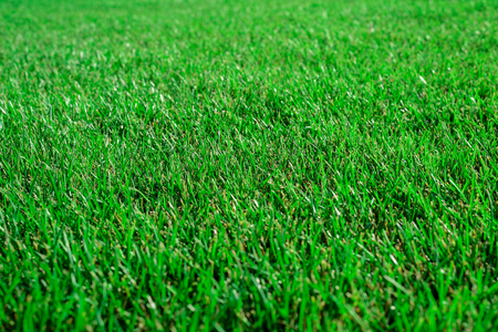texture of green young grass on a Sunny day, the purity of nature