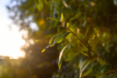 Fresh green branch with leaves in the sun with glare. new life, ecology, nature revival.