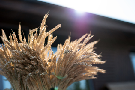 Large bunch of wheat on the background of a sheaf of hay, the concept of a good harvest, cropsの写真素材