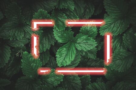 Bright glowing red neon rectangular frame on dark green strawberry leaves background, creative flat lay fluorescent layoutの写真素材