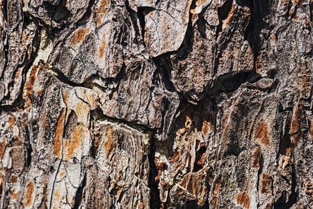 Macro texture of old pine bark. environmental layoutの写真素材