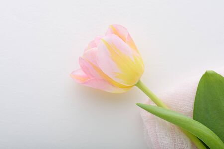 top view one pink and yellow Tulip on white background with copy spaceの写真素材