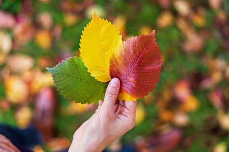 three autumn leaves in hand, autumn concept, closeup