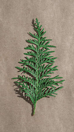 green branch of thuja on craft paper, diy, vertical