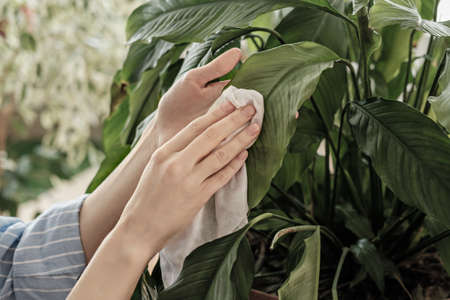 concept of plant care, women's hands rubbed large leaves from dust, lifestyle, connecting with...