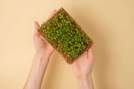 top view microgreens in hands, arugula sprouts in coconut substrate on beige background, home garden...