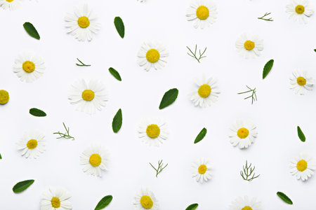 chamomile background, floral summer composition of petals and chamomile flowers on white background, top viewの写真素材