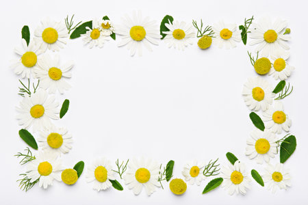 flower frame rectangle of chamomile flowers and petals on white background, copy space, flat lay, chamomile backgroundの写真素材