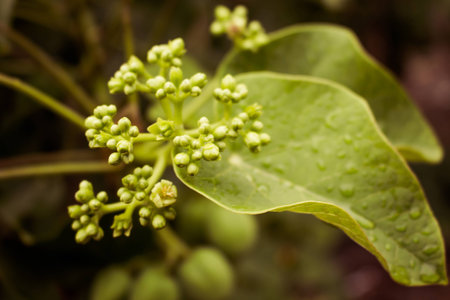 Green Flower