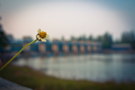 Litle Flowerの写真素材