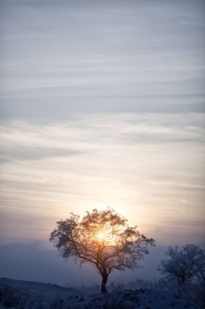 Lonely tree at sunset in winterの写真素材