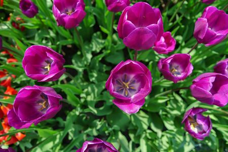 Beautiful soft floral background with tulip flowers, selective focus, top viewの写真素材
