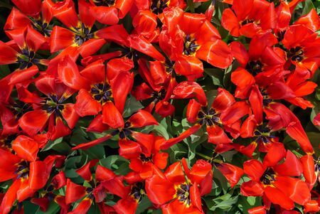 Beautiful soft floral background with tulip flowers, selective focus, top viewの写真素材