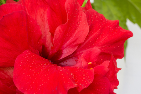 Big tea rose flower in dew dropsの写真素材