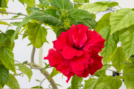 Blooming rose in the summer gardenの写真素材