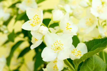 Branch with delicate and fragrant Jasmine flowersの写真素材