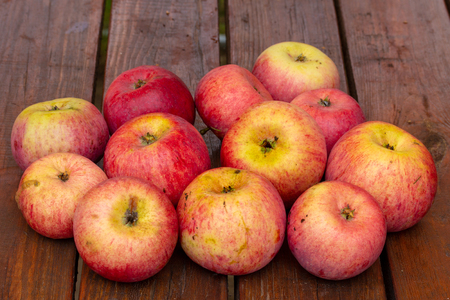 Twelve red and yellow apples on the tableの写真素材