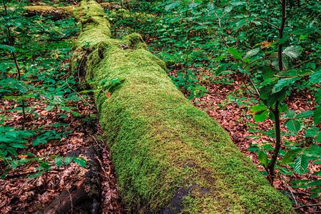 Big tree on the ground covered with moss in Plitvice lakes park forest.