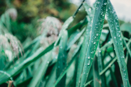 Water droplets shot with shallow depth of field at morning in Plitvice, Croatia