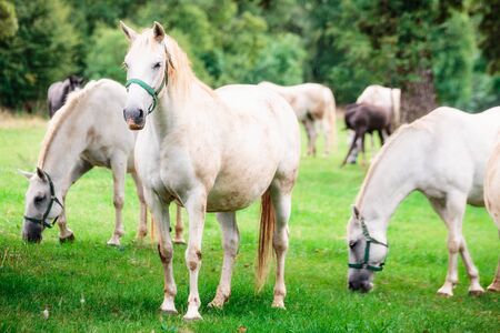 Glowing white horses under rain with one sposing and two eating grass in the background.の写真素材