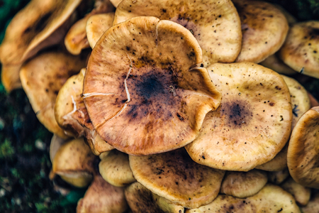 Huge mushrooms in the park,  UK autumn.の写真素材