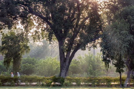 Park alley with trees in Taj Mahalin agra india.の写真素材