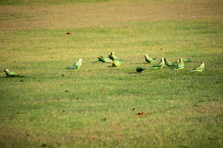 Birds at Taj Mahal sitting on the ground, Agra,India.の写真素材