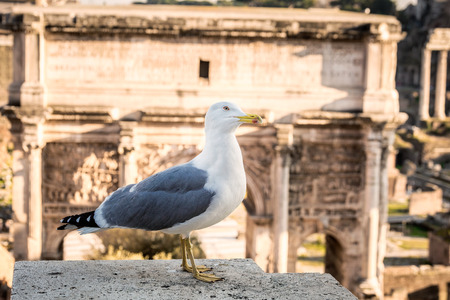 Bird at Forum of Caesar in Rome, Italy. Architecture and landmark of Rome. Antique Romeの写真素材