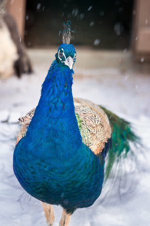 Blue peacock on snow at Shrovetide (Pancake week) festival with outdoor snow activities including: armwrestling, bag fighting, cubes moving at Dudutki, Belarus.の写真素材