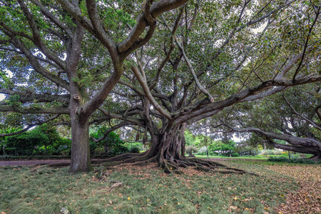 Old tree at beautiful day, Auckland, New Zealand.の写真素材