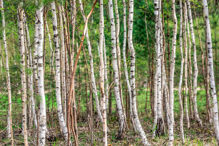 Birch tree grove in the forest of Belarus shot with a close up .の写真素材