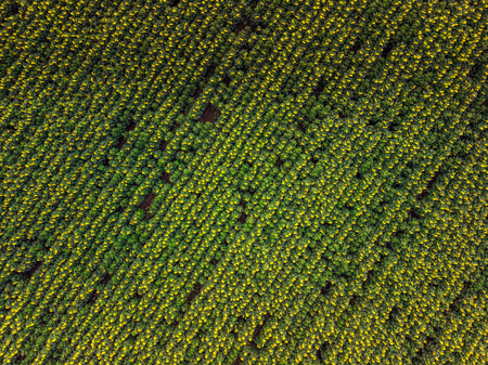 Field of sunflowers. Sunflower harvest. Bright Flowers. aerial drone viewの写真素材