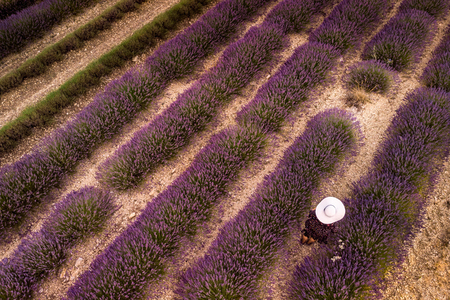 Woman in white hat in lavender field summer sunset landscape near Valensole. Provence, France. Top view.の写真素材