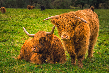 Scottish Highland Cow in field with big horns and long hair, Scotland.の写真素材