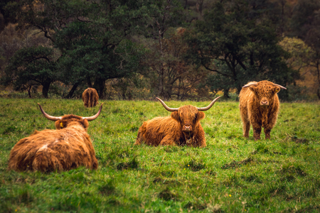 Scottish Highland Cow in field with big horns and long hair, Scotland.の素材 [FY310113998917]