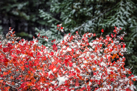Red leaves under heavy snow near Banff National Park, Canada.の写真素材