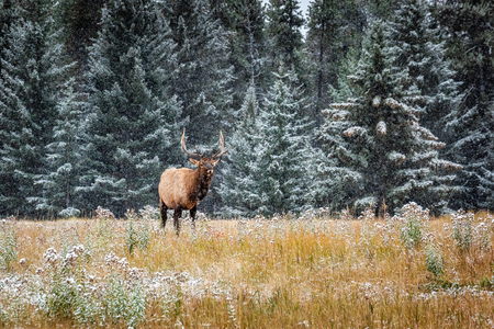 Elks with big horns under heavy snow near Banff National Park, Canada.の写真素材