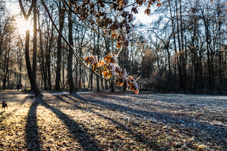 Ice on the tree at Schloss und Park Nymphenburg at winter time in Munich, Germany.の写真素材