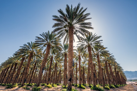 Date palms have an important place in advanced desert agriculture in the Middle East near Eilat, Israelの写真素材