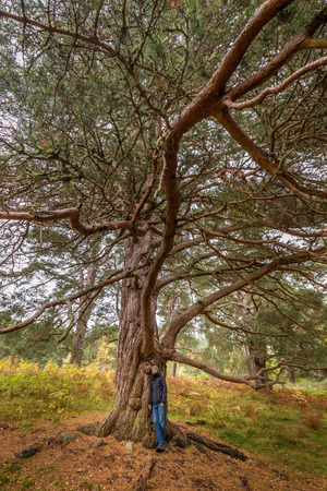 Man stands under tree in Autumn on the Isle of Skye, Scotland, UK.の写真素材