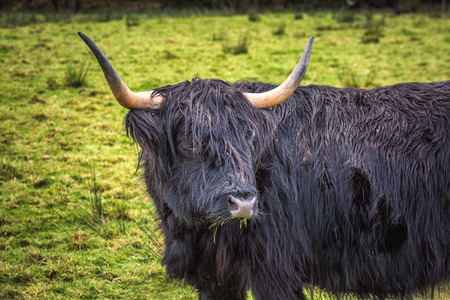 Black Scottish Highland Cow in field with big horns and long hair, Scotland.