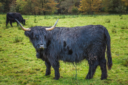 Black Scottish Highland Cow in field with big horns and long hair, Scotland.の写真素材