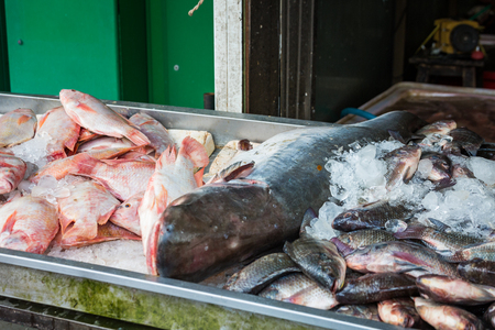 Fresh fish sold on the counter in the exotic market in Thailandの写真素材