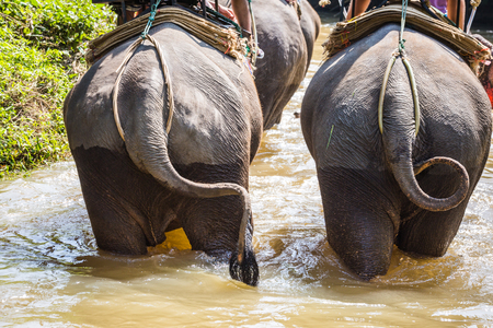 Big elephant in the thai village at the sunny dayの写真素材