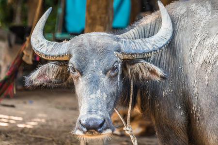 Big bull in the thai village at the sunny day